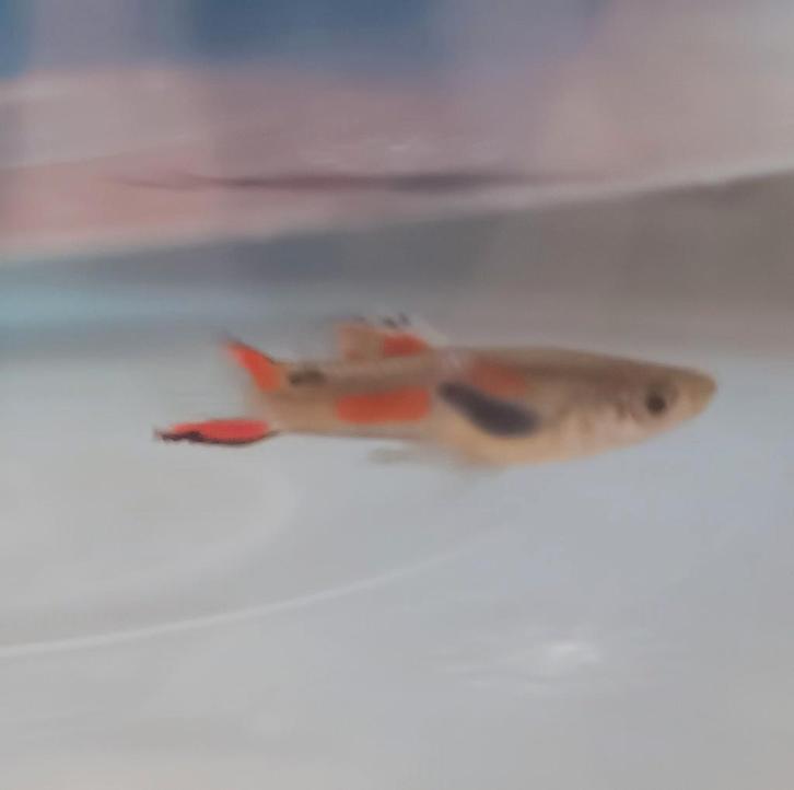 Mix endlers guppy's en guppy, Dieren en Toebehoren, Vissen | Aquariumvissen, Zoetwatervis, Vis