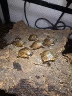 terapen carolina triunguis, Animaux & Accessoires, Reptiles & Amphibiens, Tortue