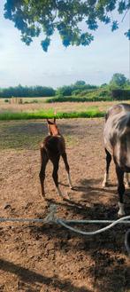 Birth alarm te huur, Dieren en Toebehoren, Ophalen