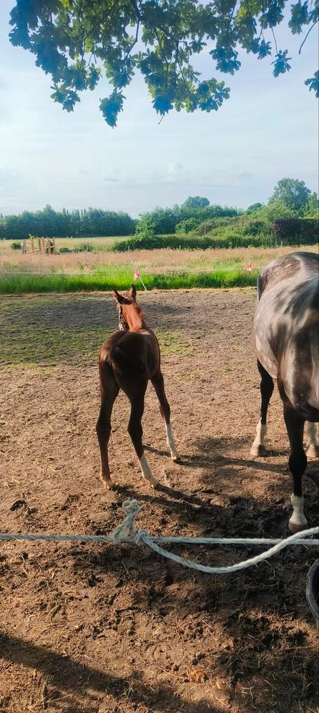 Birth alarm te huur, Dieren en Toebehoren, Paarden en Pony's | Overige Paardenspullen, Ophalen