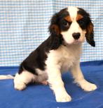 Super leuke Cavalier King Charles pups!, Dieren en Toebehoren, 15 weken tot 1 jaar, Reu, Buitenland, Parvo