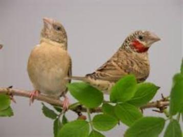 bandvinken, Dieren en Toebehoren, Vogels | Overige Vogels, Meerdere dieren, Tropenvogel, Geringd