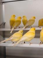 Gele kanaries, Dieren en Toebehoren, Vogels | Kanaries, Meerdere dieren, Kleurkanarie