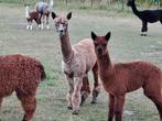 Appaloosa alpaca's alpaca merries, Vrouwelijk, 0 tot 2 jaar