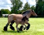 Twee trekpaard hengstenveulens, Dieren en Toebehoren, Paarden, Hengst, Onbeleerd, Gechipt, 0 tot 2 jaar