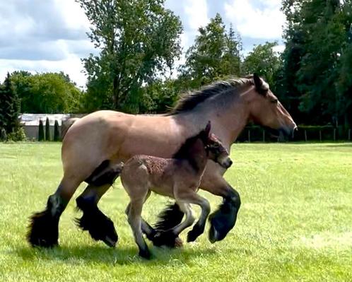 Twee trekpaard hengstenveulens, Dieren en Toebehoren, Paarden, Hengst, Onbeleerd, 0 tot 2 jaar, Met stamboom, Gechipt, Ontwormd
