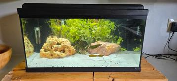 Aquarium Aquatlantis 55L met inhoud beschikbaar voor biedingen