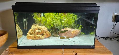 Aquarium Aquatlantis 55L met inhoud, Dieren en Toebehoren, Vissen | Aquaria en Toebehoren, Zo goed als nieuw, Gevuld zoetwateraquarium