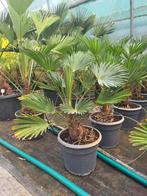 Trachycarpus wagnerianus, 50/60 hoog., Ophalen of Verzenden