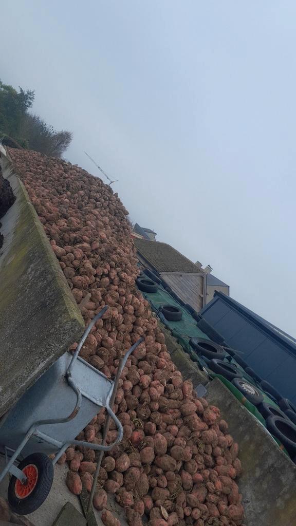 Bieten mais stro, Animaux & Accessoires, Moutons, Chèvres & Cochons