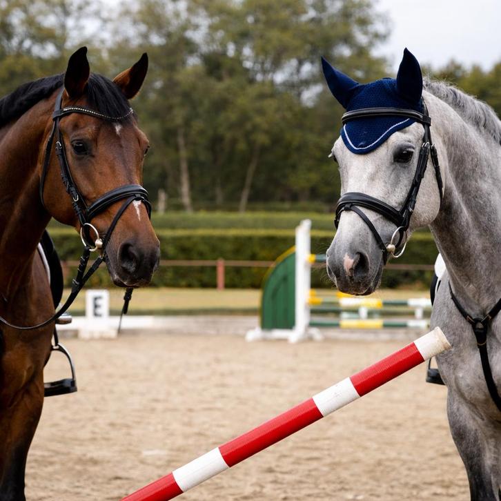 Paardentraining & Rijlessen – Dressuur en Springen, Dieren en Toebehoren, Paarden