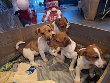 Mooie lieve jack Russell pups beschikbaar voor biedingen