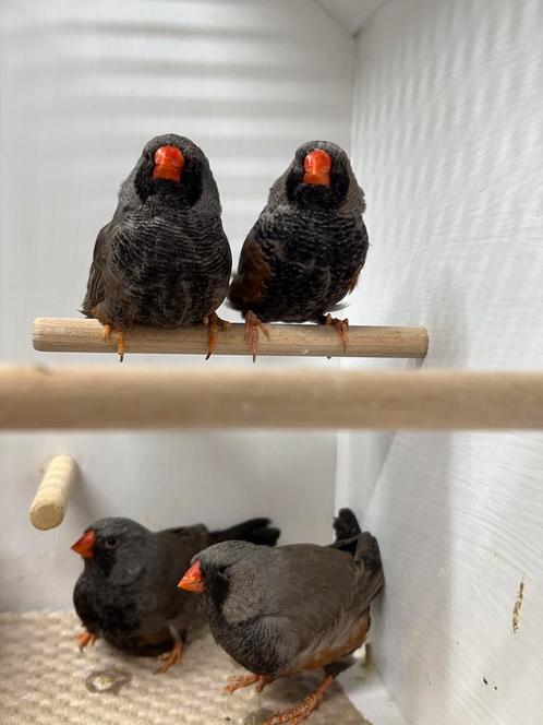 Charcoal zebravinken, Dieren en Toebehoren, Vogels | Overige Vogels