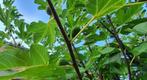 Figuier Ficus Carica, Jardin & Terrasse, Figuier, En pot, Plein soleil, Enlèvement