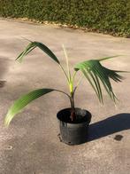 palmbomen (mexicaanse waaierpalm), Tuin en Terras, Volle zon, Vaste plant, Bloeit niet, Ophalen