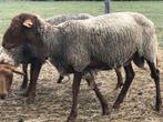 Ardense voskop ram, Mannelijk, Schaap, 0 tot 2 jaar