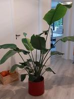 paradijsvogelplant, Ophalen