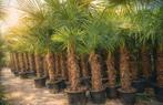 Winterharde palmbomen Trachycarpus Fortunei - op voorraad, Jardin & Terrasse, Plantes | Arbres, Enlèvement, Palmier