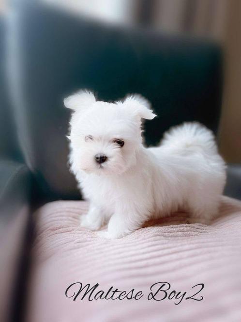 Prachtige kleine maltezer pupjes, Dieren en Toebehoren, Honden | Chihuahua's en Gezelschapshonden, Reu, Maltezer, Fokker | Professioneel