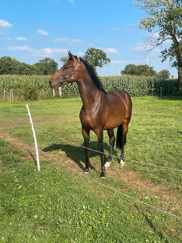3 jarige ruin Vivant Van de Heffinck, Dieren en Toebehoren, Paarden, Ruin, Zadelmak