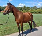 Franse draver merrie, recreatie paard, draagmerrie, Dieren en Toebehoren, Paarden, Merrie, 3 tot 6 jaar