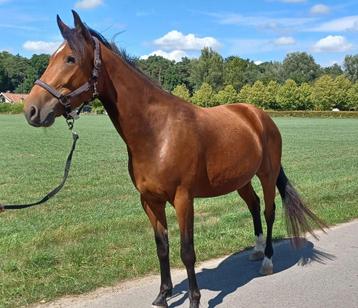 Franse draver merrie, recreatie paard, draagmerrie, Jument, 3 à 6 ans