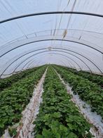 tunnel bogen te koop, Ophalen, Vollegrondsgroente, Overige typen