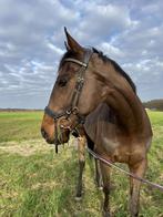 Weide maatje / reacreatie paard, Dieren en Toebehoren, Paarden, Gechipt, Ruin, Niet van toepassing, Recreatiepaard