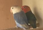 Koppel agapornid dwergpapegaai, Dieren en Toebehoren, Vogels | Parkieten en Papegaaien, Meerdere dieren, Dwergpapegaai of Agapornis
