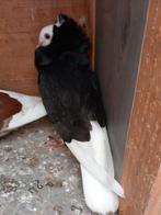 Kapucijn duiven bruin wit zwart en gevlekte  3stuks prijs 5e, Dieren en Toebehoren, Vogels | Duiven