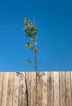 Pyrus calleryana chanticleer 4 jonge bomen meer als 3 meter, In pot, Lente, Volle zon, 250 tot 400 cm