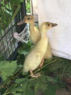 Loopeend, Dieren en Toebehoren, Pluimvee, Geslacht onbekend, Eend
