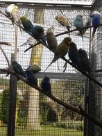 Grasparkieten, Animaux & Accessoires, Oiseaux | Perruches & Perroquets