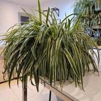 Magnifique nénuphar XL (spécimen) avec une luxueuse fleur ro, Enlèvement, Comme neuf