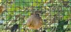 Timbrado kanaries, Dieren en Toebehoren, Vogels | Kanaries