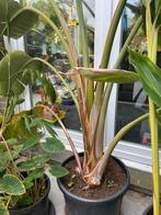 strelitzia nicolai, Tuin en Terras, Planten | Tuinplanten, Ophalen, Vaste plant, Overige soorten