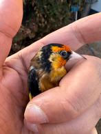 Parva putter gele pop van 2024, Dieren en Toebehoren