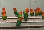 11 mans fischeri split pf en opaline/blauw 21,22,23, Dieren en Toebehoren, Vogels | Parkieten en Papegaaien