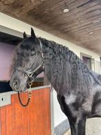 Gezocht BOMPROOF ruin/hengst, Plusieurs animaux, 160 à 165 cm, Cheval de récréation