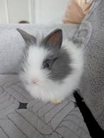 Teddy dwergkonijntje, Dieren en Toebehoren, Konijnen, Vrouwelijk