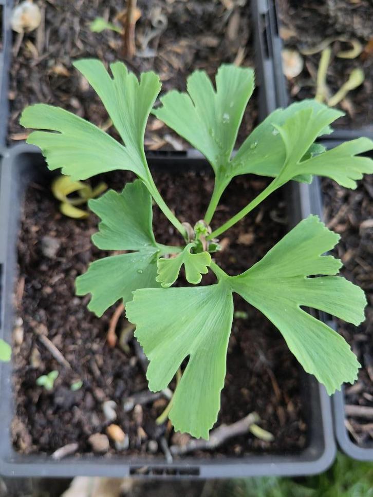 Ginkgo Biloba, Tuin en Terras, Planten | Bomen, Overige soorten, Minder dan 100 cm, Volle zon, Bloeit niet, In pot, Ophalen