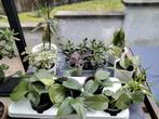 Kamerplanten/Pothos/Jadeboom/Ardisia/Haworthia.., In pot, Ophalen