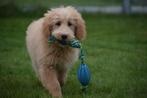 Goldendoodle pups laatste uit nestje zoekt lieve thuis🐾, Dieren en Toebehoren, Honden | Niet-rashonden, CDV (hondenziekte), Meerdere