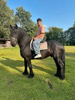 Paarden verzorger