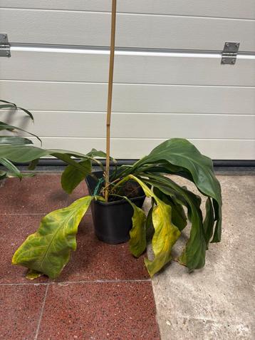 Philodendron beschikbaar voor biedingen