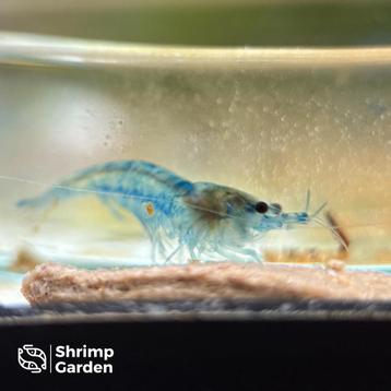 Blue Velvet Neocaridina garnalen beschikbaar voor biedingen