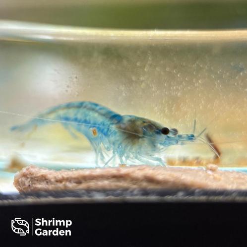 Blue Velvet Neocaridina garnalen, Dieren en Toebehoren, Vissen | Aquariumvissen, Zoetwatervis, Kreeft, Krab of Garnaal, Schoolvis