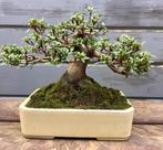 Azalea pre bonsai, Enlèvement
