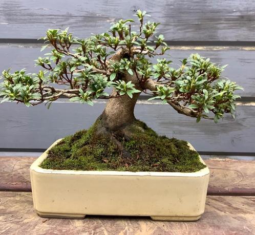 Azalea pre bonsai, Jardin & Terrasse, Plantes | Arbres, Enlèvement