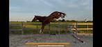 Te koop: 3-jarige ruin — echte eye catcher, Dieren en Toebehoren, Paarden, Ruin, Onbeleerd